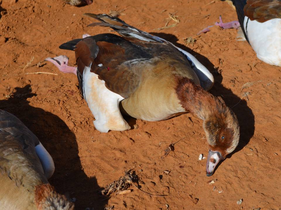Dark colored Egyptian Goose - hunted in Africa.jpg